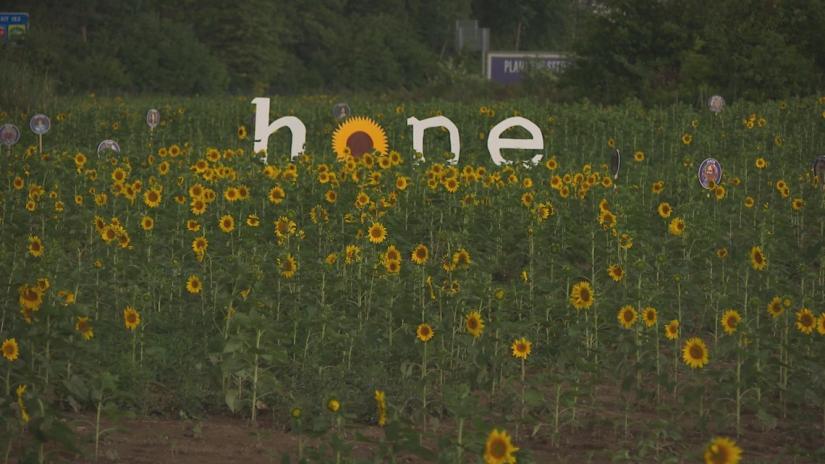 Hope sign in sunflower field