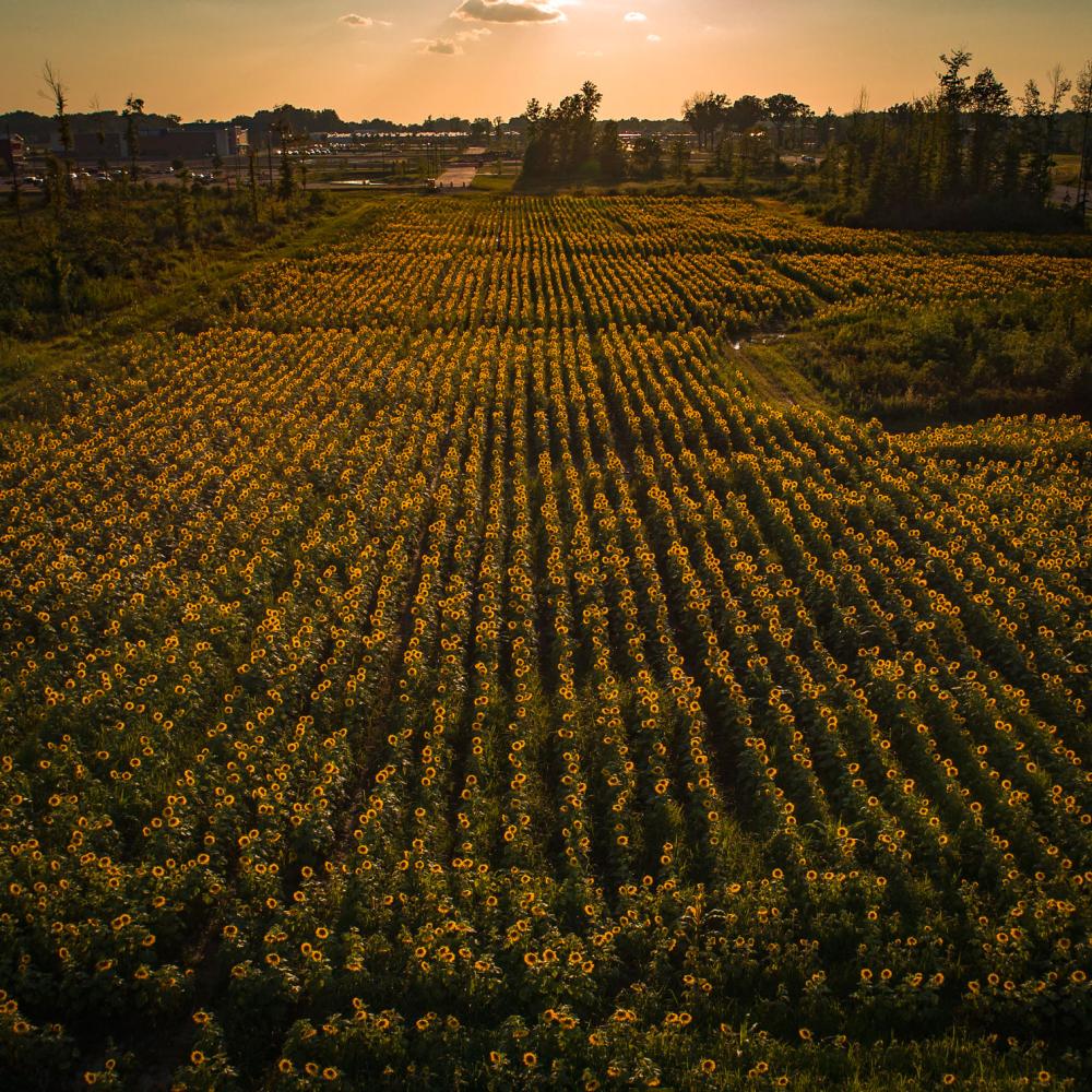 Sunflower Field Rows